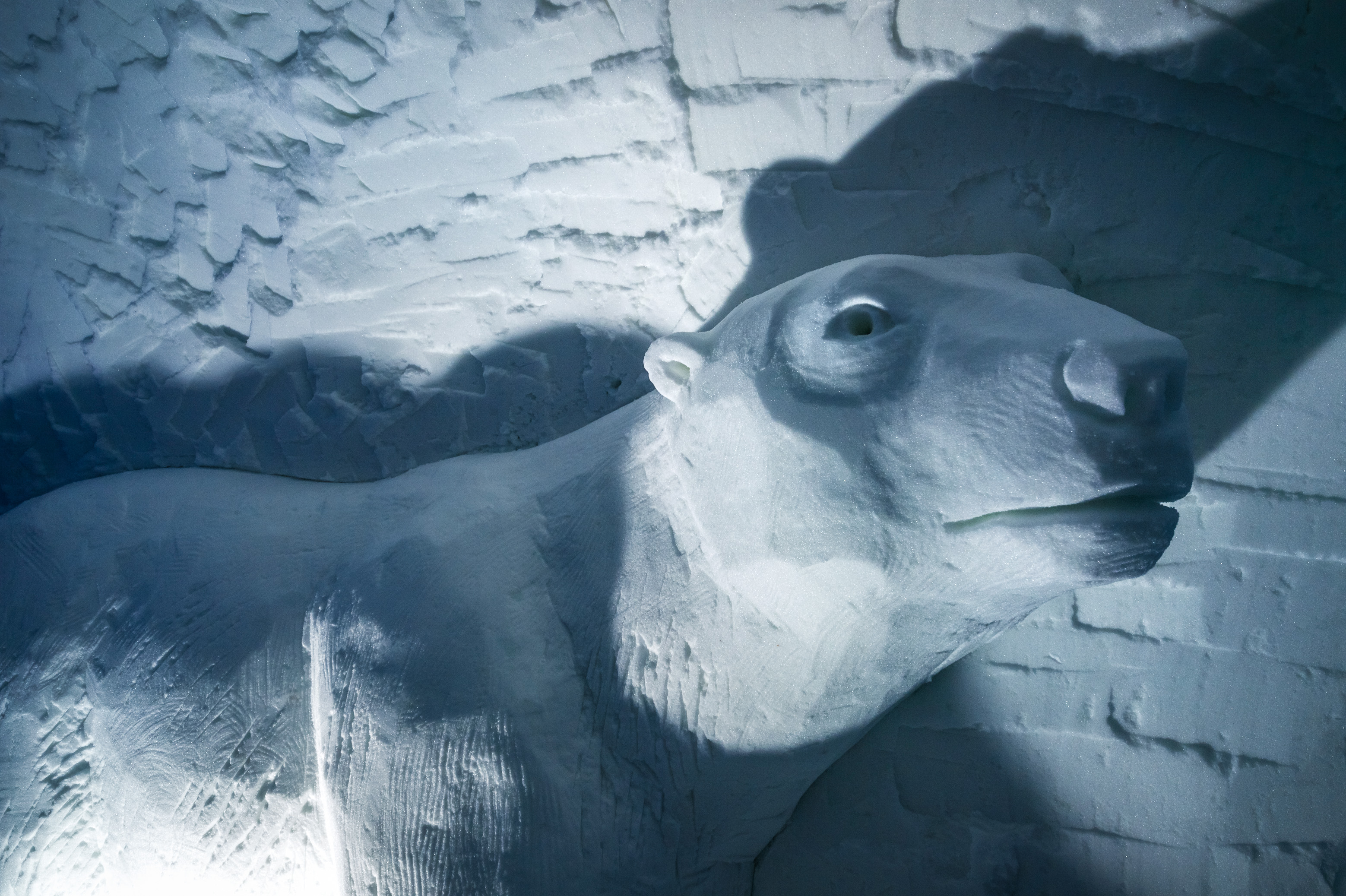 France, Auvergne-Rhône-Alpes, vallée de la Tarentaise, massif de la Vanoise, station de sports d'hiver Arcs 2000, portrait d'un ours polaire dans la paroi de neige de la galerie de sculptures du village-igloo, lors de la saison hivernale 2017-2018 // France, Auvergne-Rhône-Alpes, Tarentaise valley, Vanoise massif, Arcs 2000 ski resort, portrait of a polar bears in the snow wall of the igloo village sculpture gallery, during the winter season 2017-2018