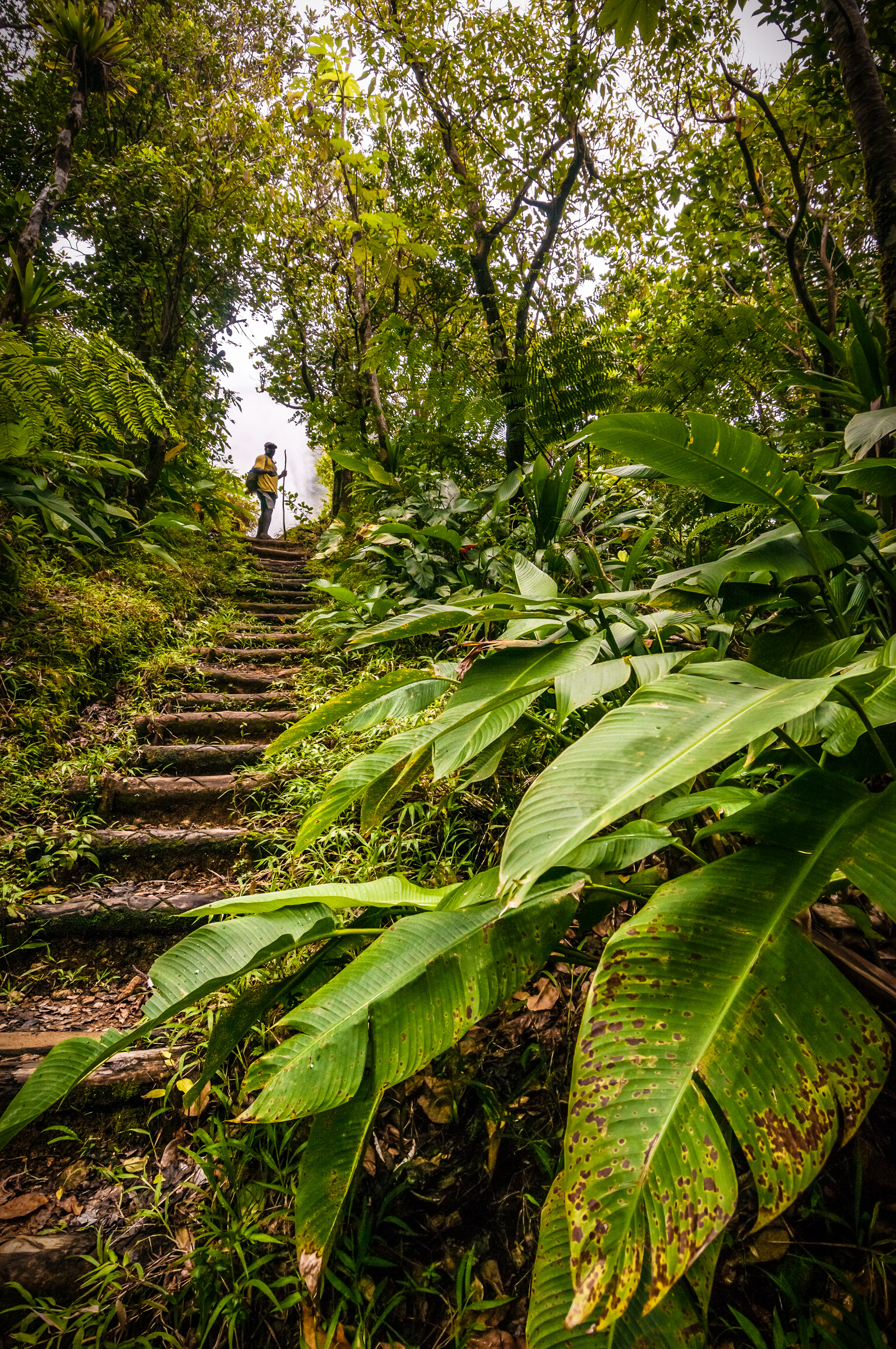 Amérique centrale, Caraïbes, Petites Antilles, île de La Dominique, Parc national du Morne Trois Pitons inscrit sur la Liste du patrimoine mondial par l'Unesco, randonneur dans le sous-bois de forêt tropicale, sur le sentier menant au Boiling Lake // Central America, Caribbean, Lesser Antilles, Dominica Island, Morne Trois Pitons National Park inscribed on the UNESCO World Heritage List, hiker in the rainforest undergrowth, on the trail to Boiling Lake