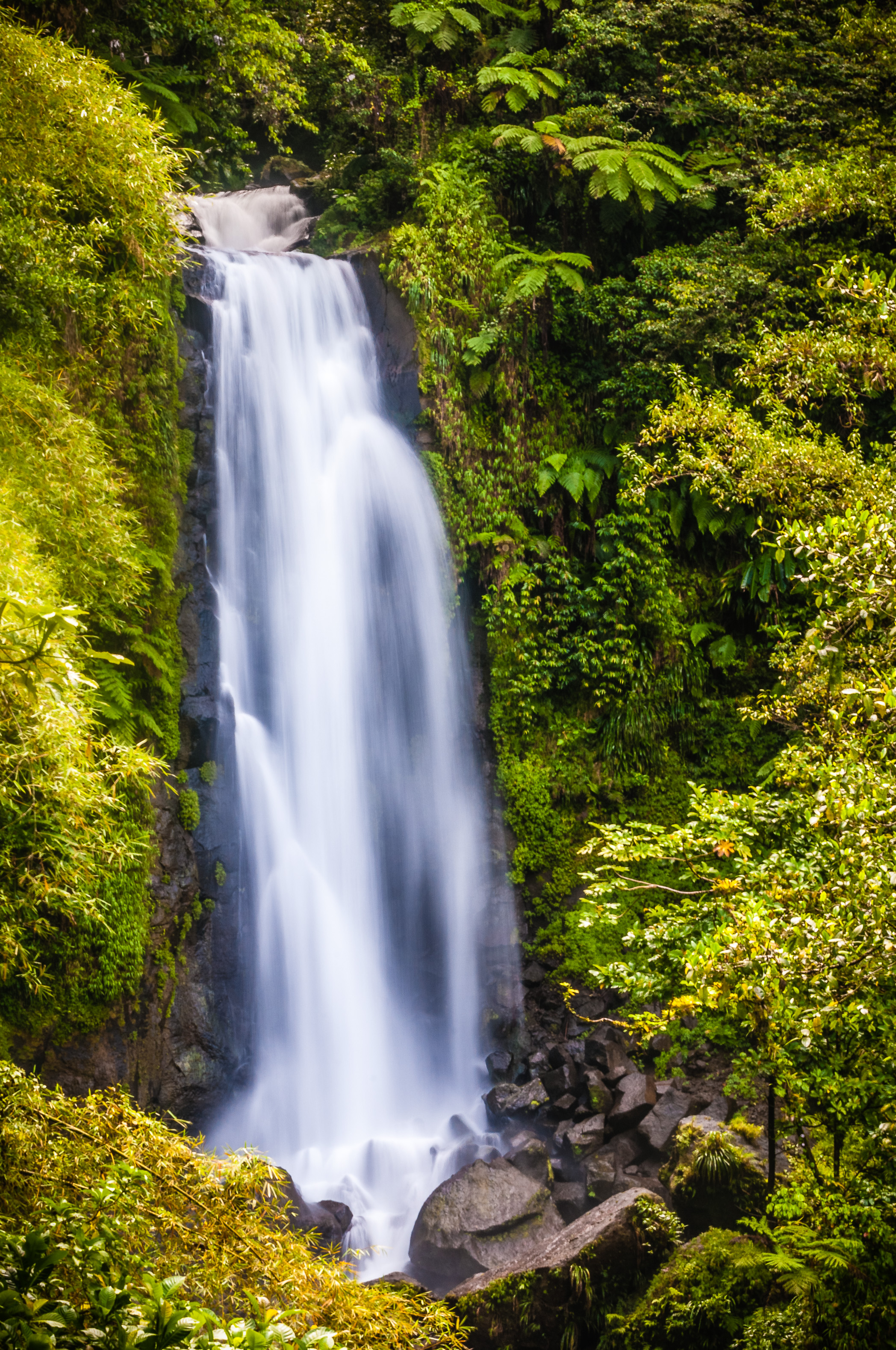 Amérique centrale, Caraïbes, Petites Antilles, île de La Dominique, Parc national du Morne Trois Pitons inscrit sur la Liste du patrimoine mondial par l'Unesco, Trafalgar Falls au coeur de la forêt tropicale // Central America, Caribbean, Lesser Antilles, Dominica Island, Morne Trois Pitons National Park inscribed on the UNESCO World Heritage List, Trafalgar Falls in the heart of the rainforest