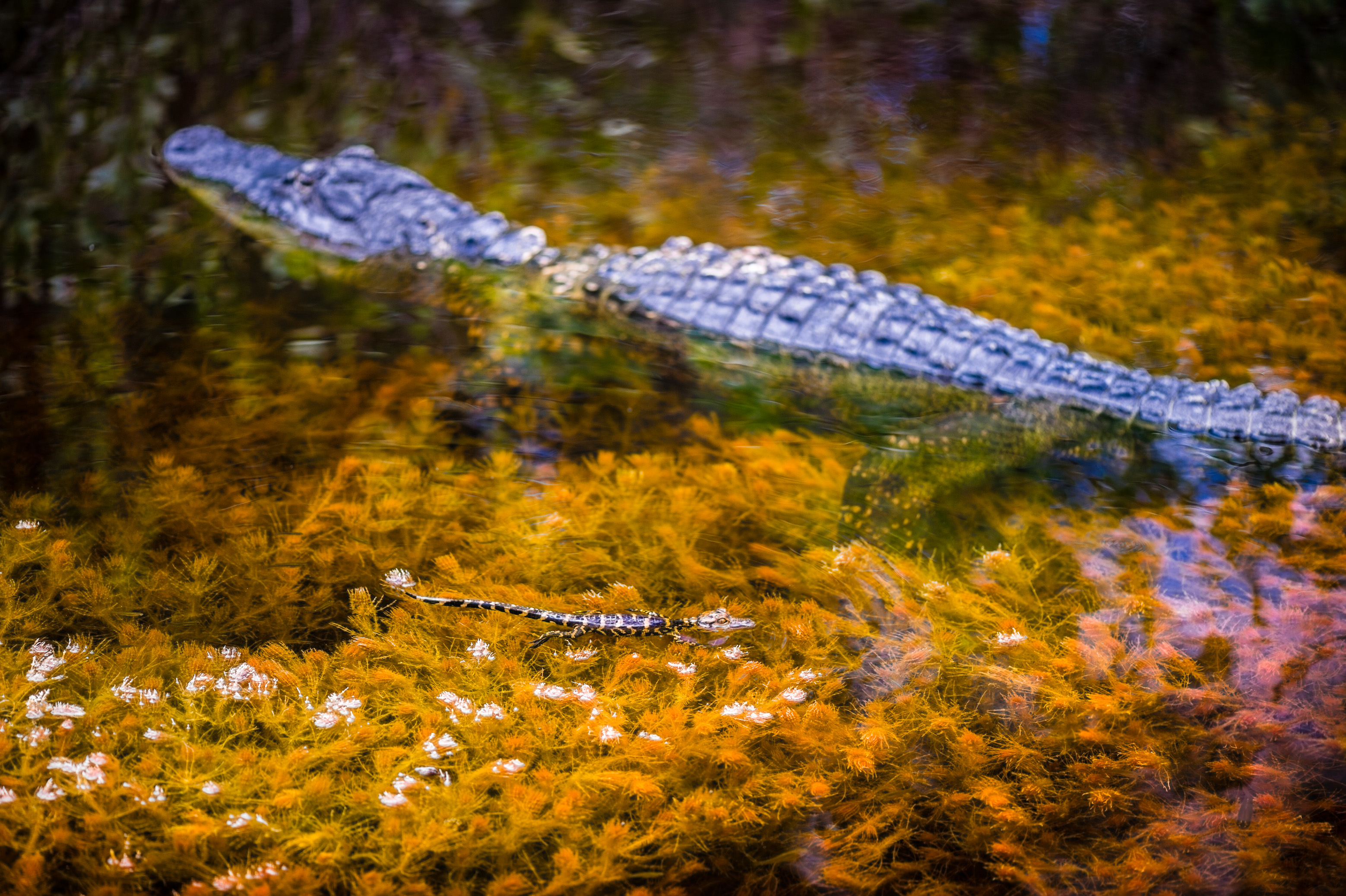 Etats-Unis, Amérique du nord, Floride, femelle Alligator d'Amérique (Alligator mississippiensis) et un de ses juvéniles nagent dans une rivière du Parc national des Everglades // USA, North America, Florida, female American Alligator (Alligator mississippiensis) and one of its juveniles swimming in a river in Everglades National Park