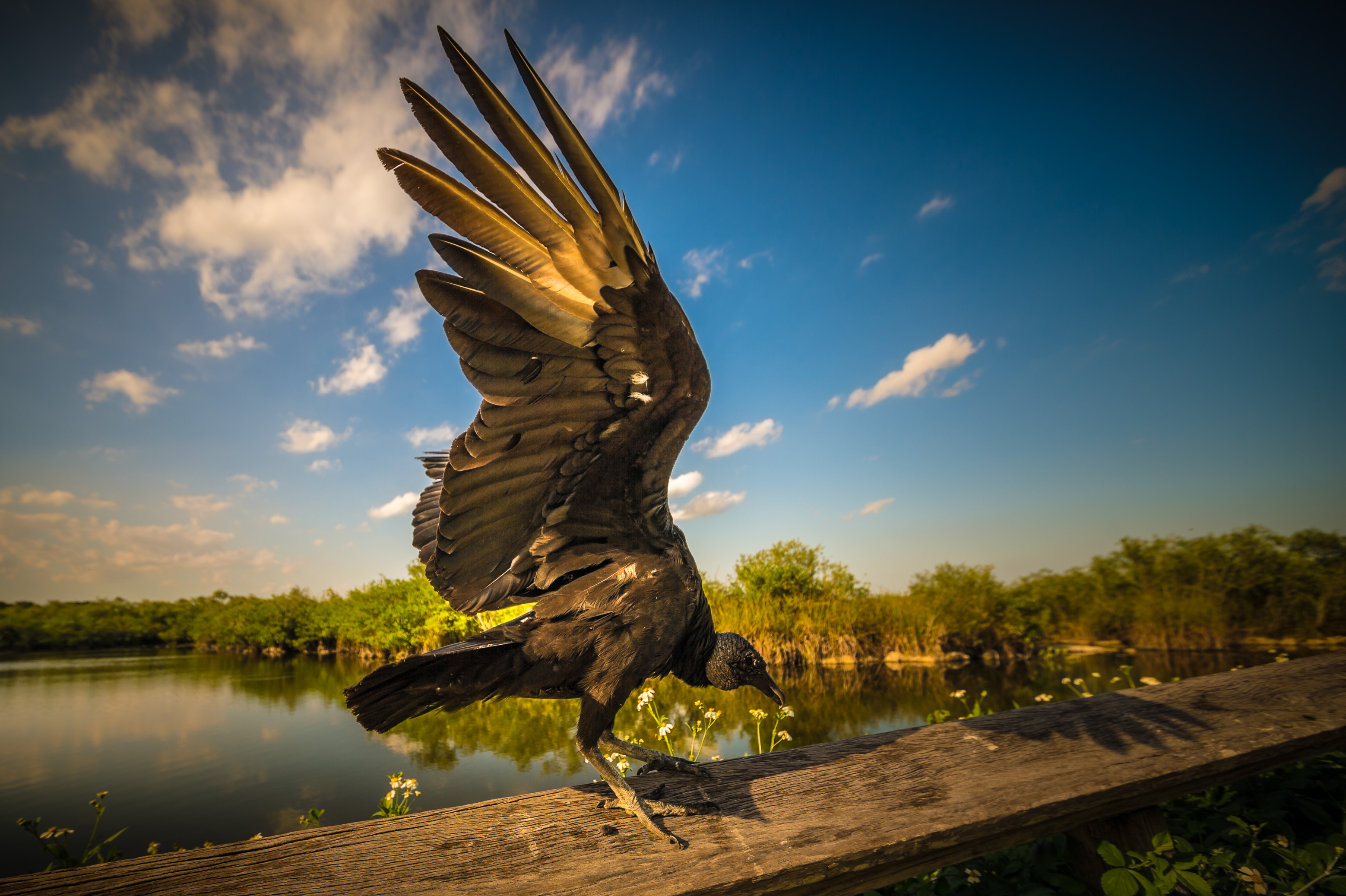 Sentir battre le coeur sauvage des Everglades / Photos : Aurélien BRUSINI