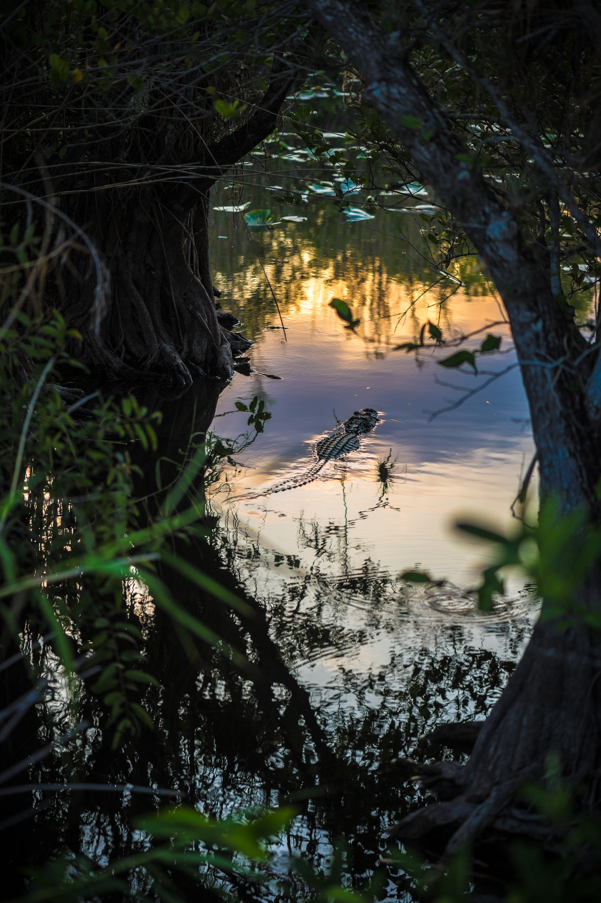 Sentir battre le coeur sauvage des Everglades / Photos : Aurélien BRUSINI