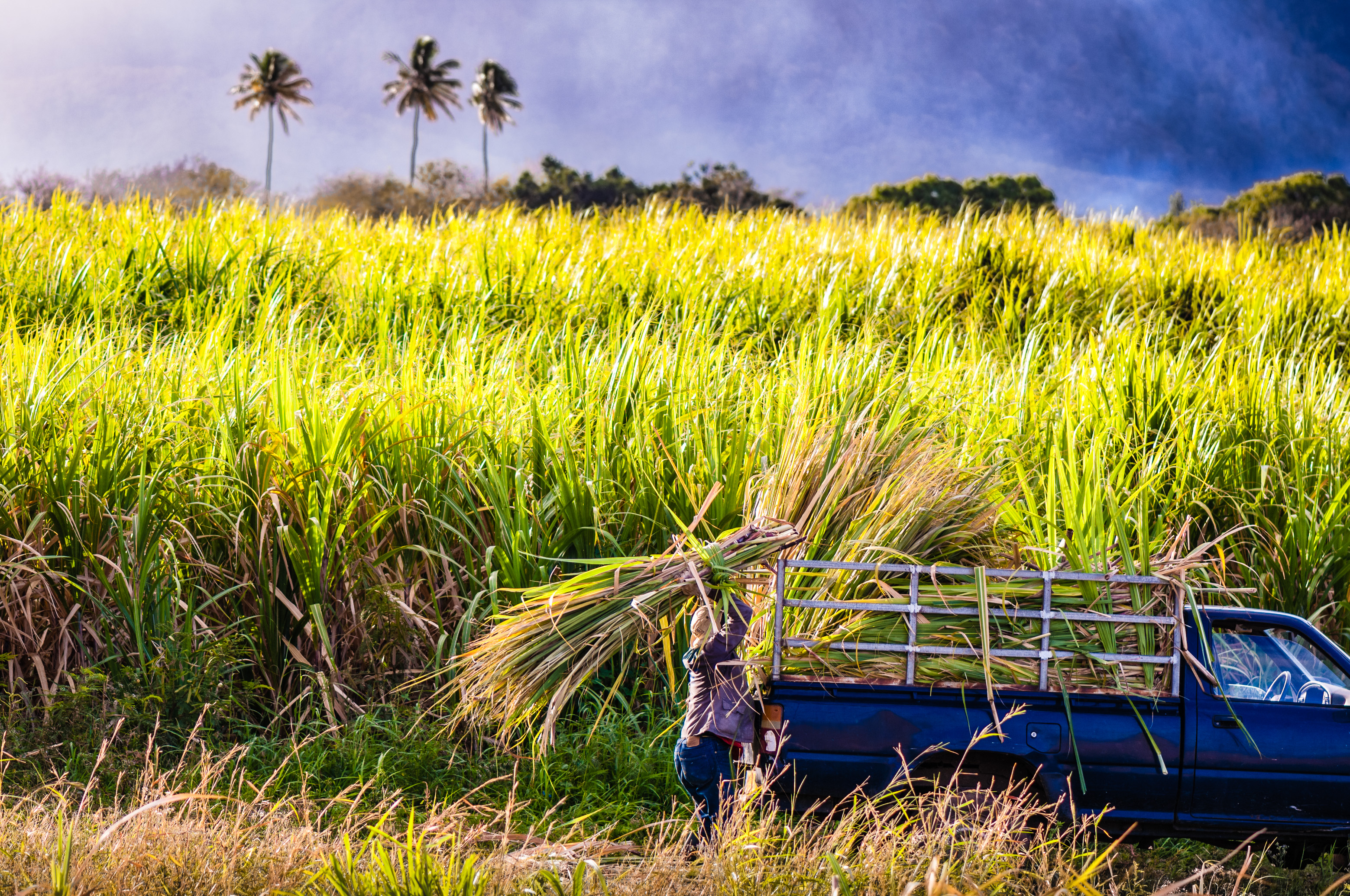 France, Caraïbes, Petites Antilles, Guadeloupe, Basse-Terre, Distillerie Bologne, le feuillage des cannes à sucre qui ne sert pas à la distillerie va au bétail // France, Caribbean, Lesser Antilles, Guadeloupe, Basse-Terre, Distillery Bologne, foliage of sugar cane not used for distillery goes to cattle