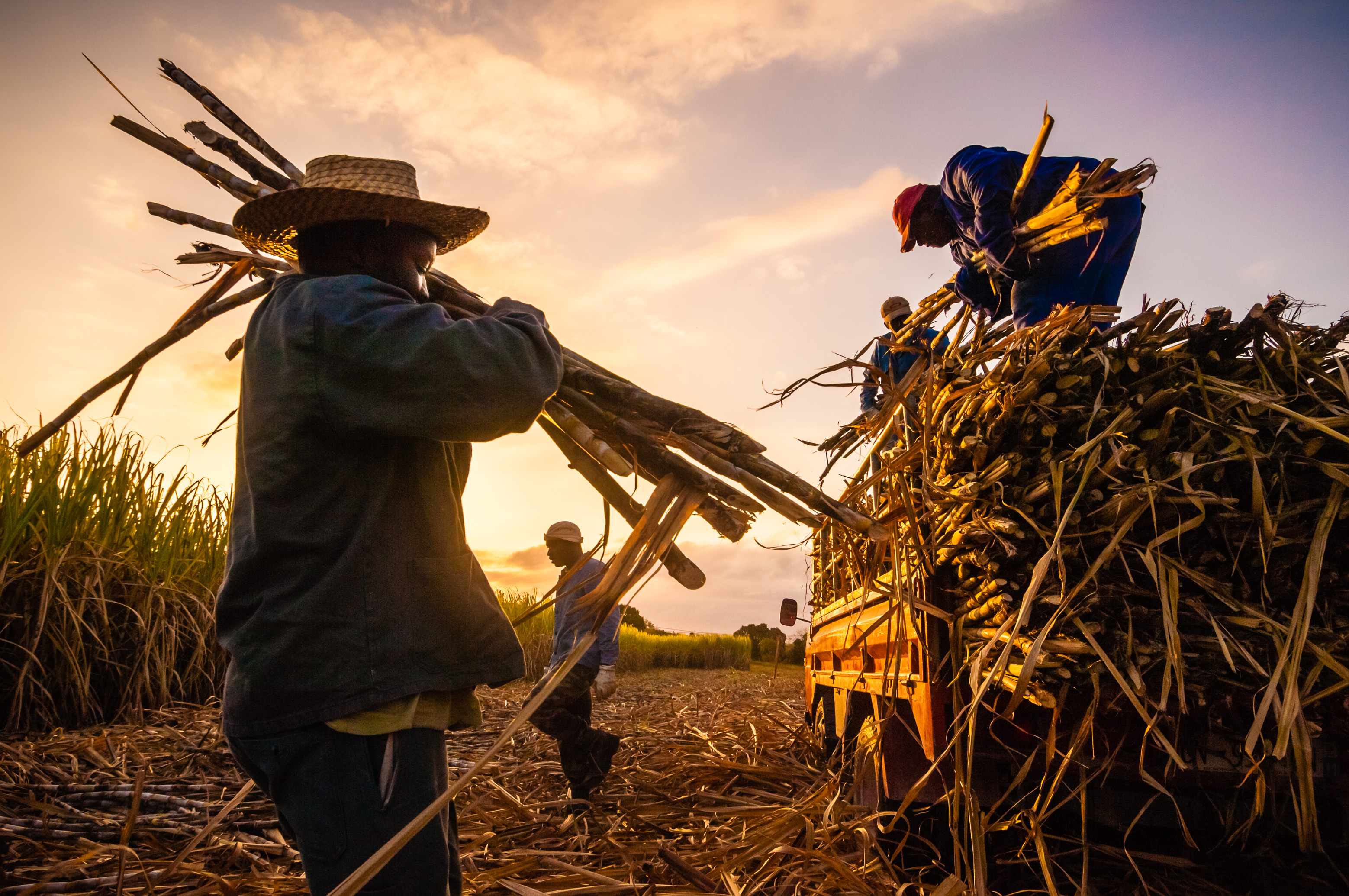 France, Petites Antilles, Guadeloupe, Marie-Galante, 4 agriculteurs chargent la canne à sucre après l'avoir coupée manuellement à la machette selon la tradition // France, French West Indies, Guadeloupe, Marie-Galante, 4 farmers load sugarcane after having manually cut it with machetes, according to tradition