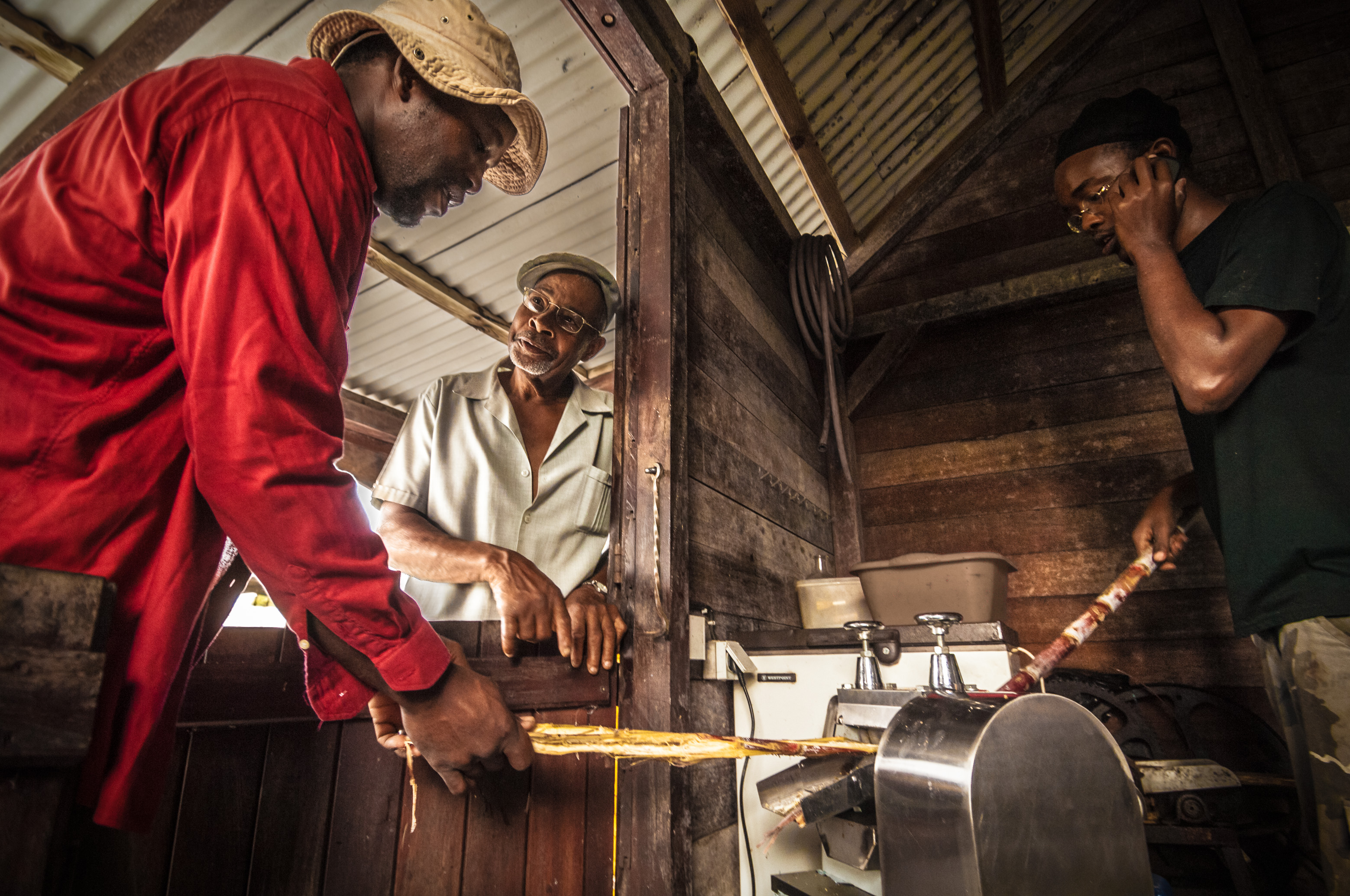 France, Caraïbes, Petites Antilles, Guadeloupe, Marie-Galante, Grand Bourg, Distillerie de rhums agricoles Bielle, contrôle qualité de la cargaison de canne à sucre d'un producteur // France, Caribbean, Lesser Antilles, Guadeloupe, Marie-Galante, Grand Bourg, Distillery of agricultural rum Bielle, quality control of the cargo of sugar cane of a producer