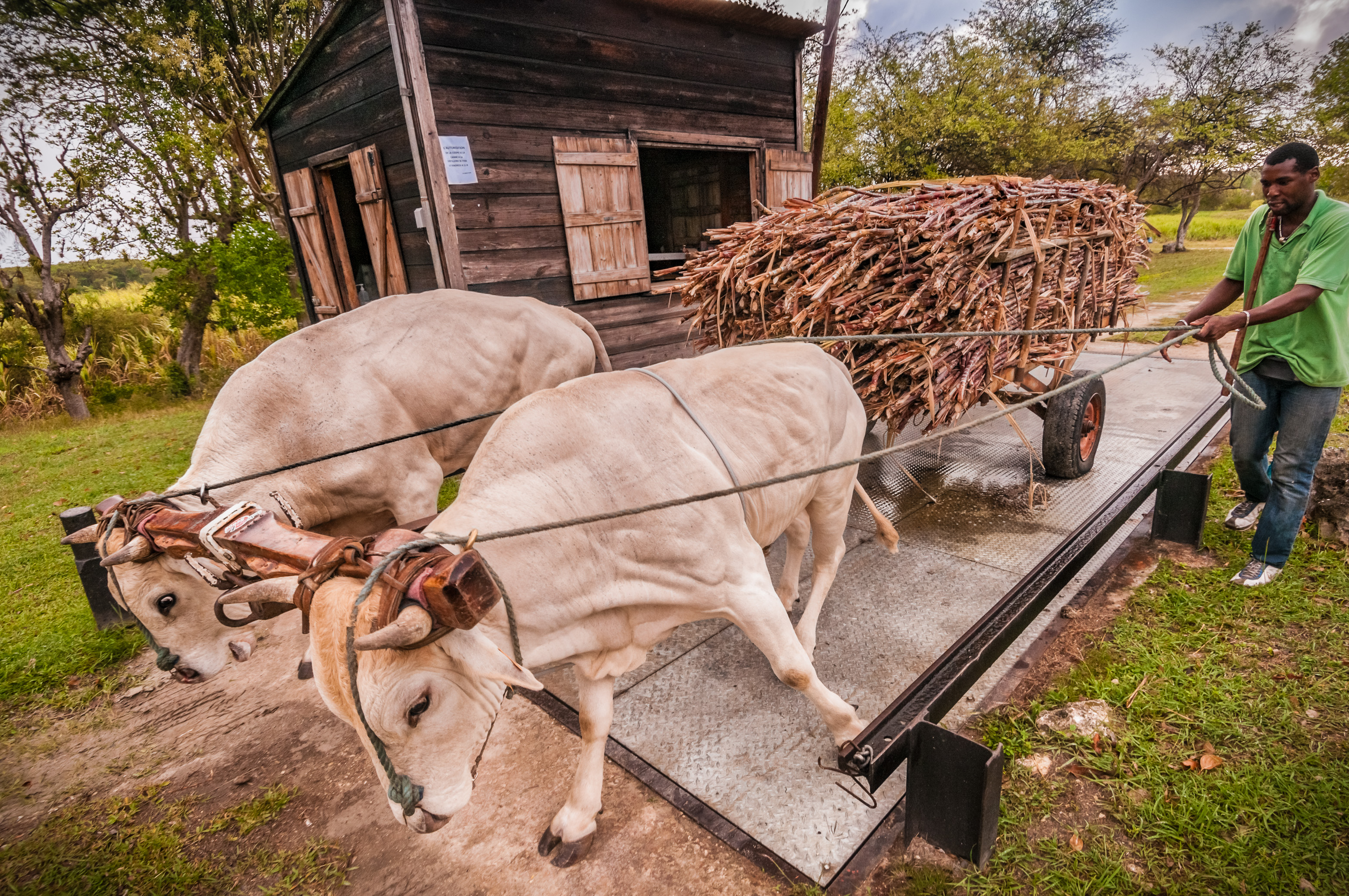 France, Caraïbes, Petites Antilles, Guadeloupe, Guadeloupe, Marie-Galante, Grand Bourg, Distillerie Poisson de rhums agricoles du Père LABAT, ici un producteur tente de procéder à la pesée de sa cargaison de canne à sucre malgré le stress de ses 2 jeunes boeufs tirants sur le pont humide // France, Caribbean, Lesser Antilles, Guadeloupe, Guadeloupe, Marie-Galante, Grand Bourg, Poisson Distillery of agricultural rums of Père LABAT, here a producer tries to weigh its cargo of sugar cane despite the stress of its 2 young oxen on the wet deck