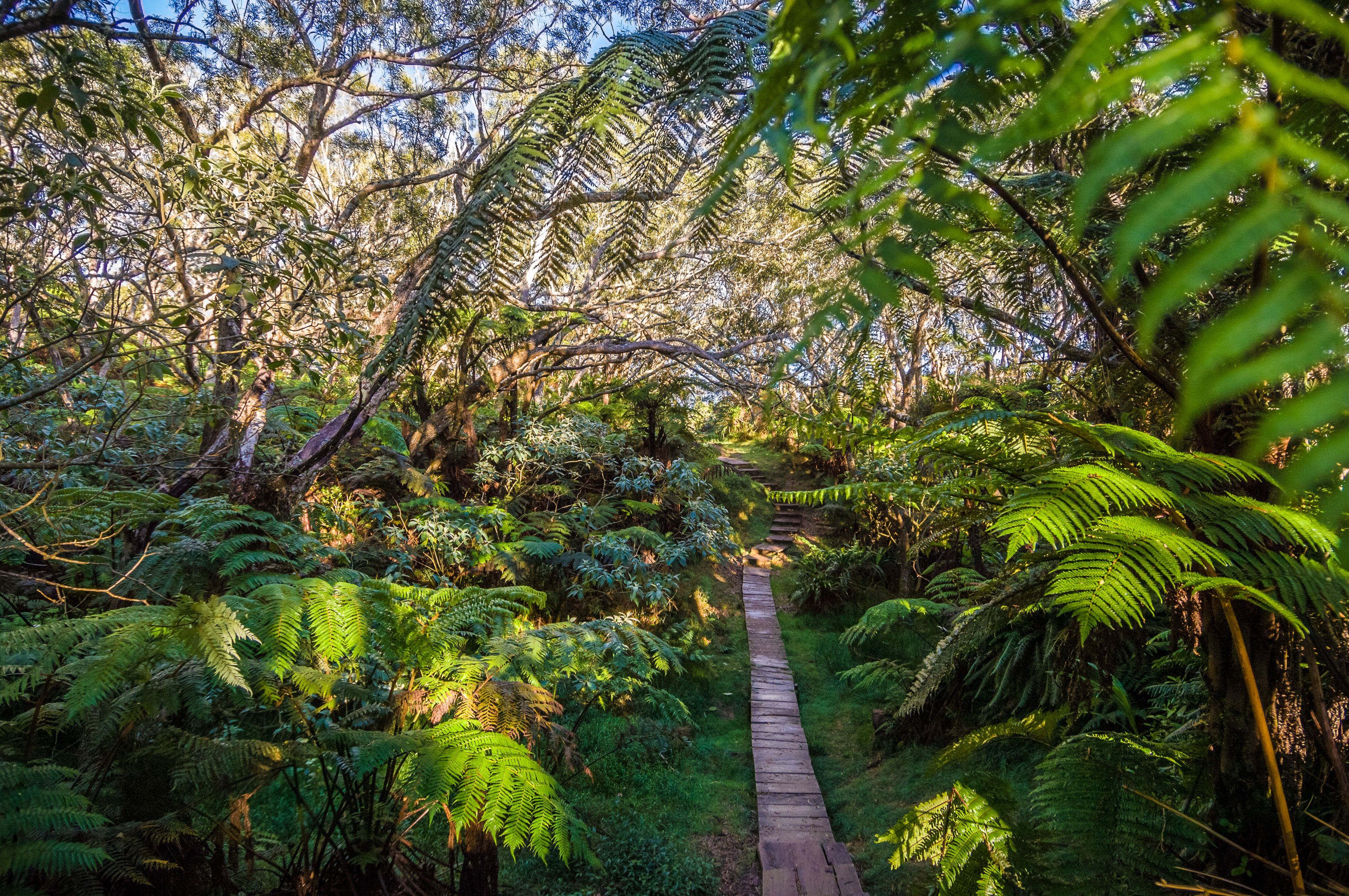 France, île de La Réunion, océan Indien, parc national, cirque de Salazie, sentier du Trou de Fer dans la forêt de tamarins de Bélouve // France, Reunion Island, Indian Ocean, National Park, Salazie's natural circus, Trou de Fer trail in the Tamarind forest of Bélouve