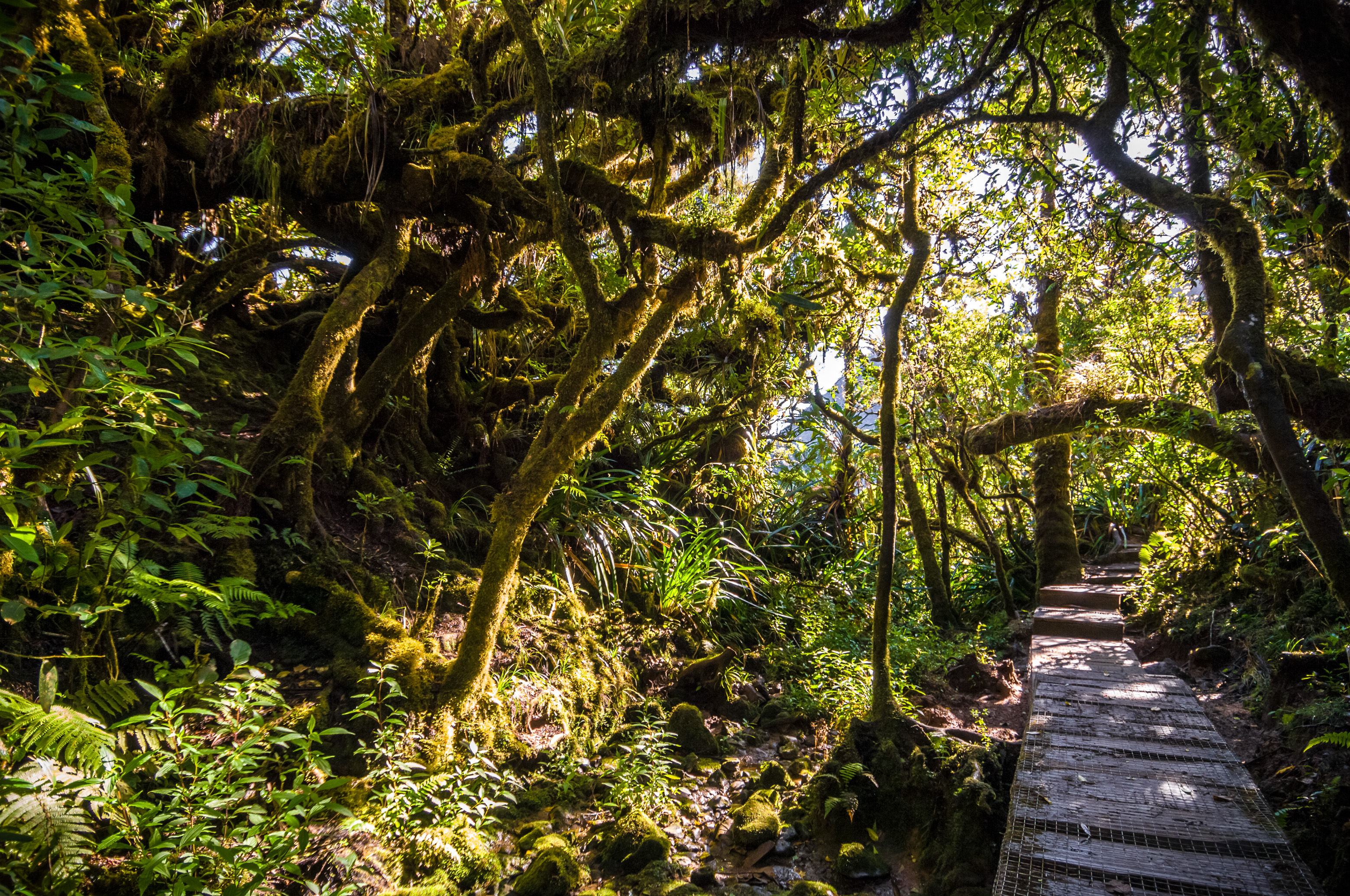 France, île de La Réunion, océan Indien, parc national, cirque de Salazie, sentier du Trou de Fer dans la forêt de tamarins de Bélouve // France, Reunion Island, Indian Ocean, National Park, Salazie's natural circus, Trou de Fer trail in the Tamarind forest of Bélouve