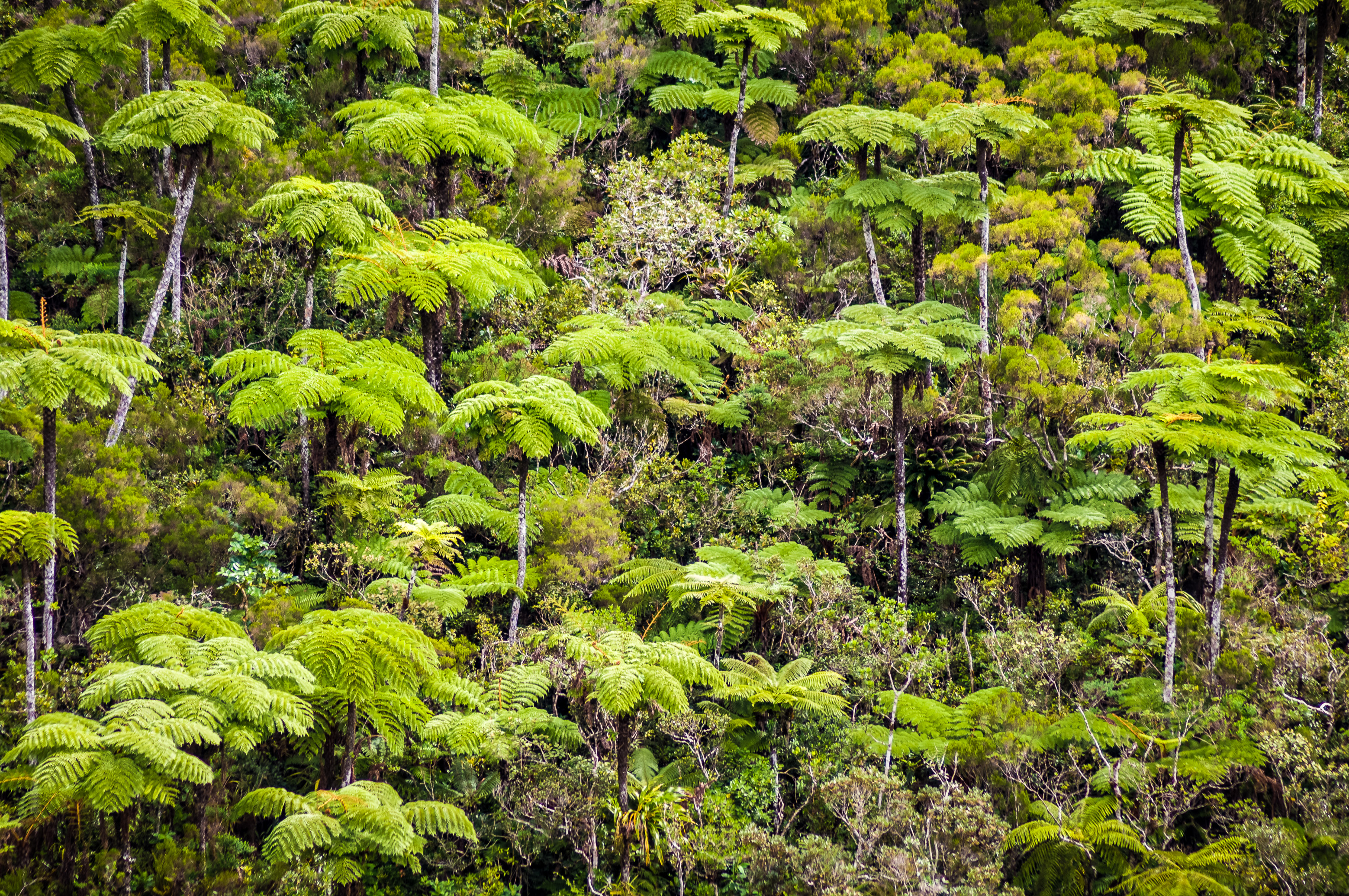 France, île de La Réunion, océan Indien, parc national, forêt de fougères arborescentes de la Plaine-des-Palmistes // France, Reunion island, Indian Ocean, national park, tree fern forest of the Plaine-des-Palmistes