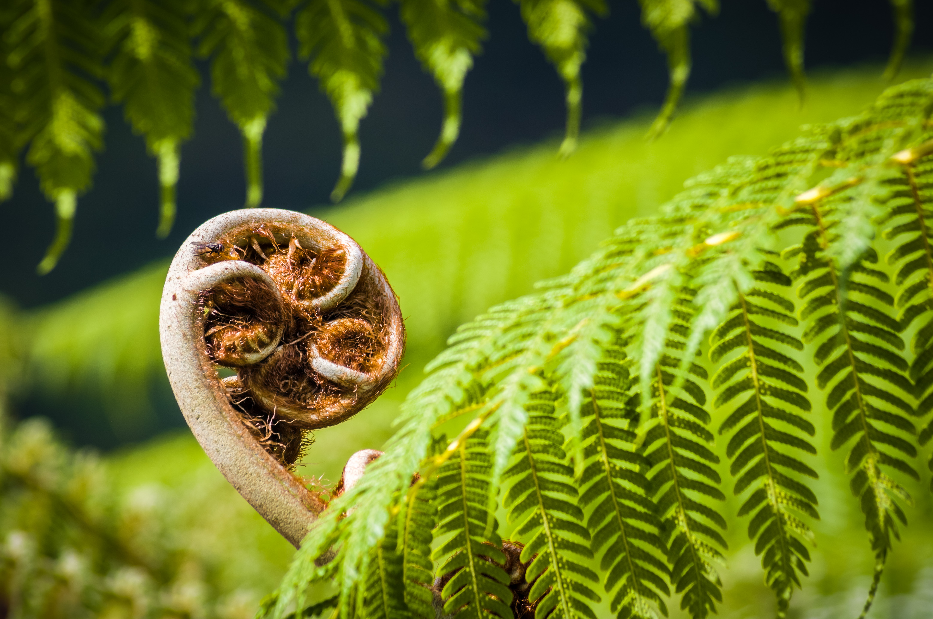 France, île de La Réunion, océan Indien, parc national, cirque de Salazie, crosse de fougère arborescente // France, Reunion Island, Indian Ocean, National Park, Salazie's natural circus, tree fern crosier