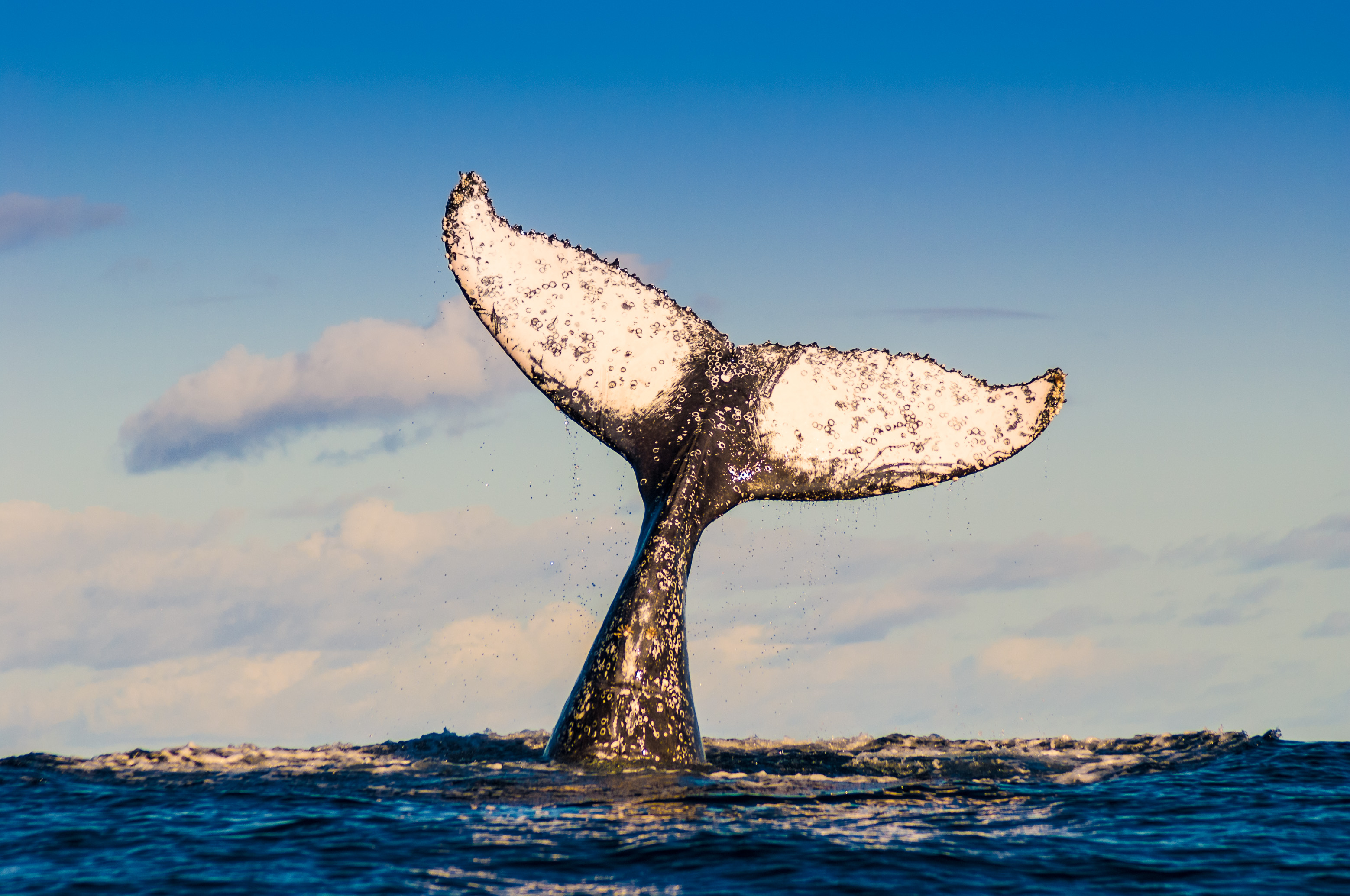 caudal fin of humpback whale male singing, not far from Sainte-Marie island, East Madagascar / Nageoire caudale de baleine à bosse mâle en train de chanter, au large de l'île de Sainte-Marie, Est Madagascar.