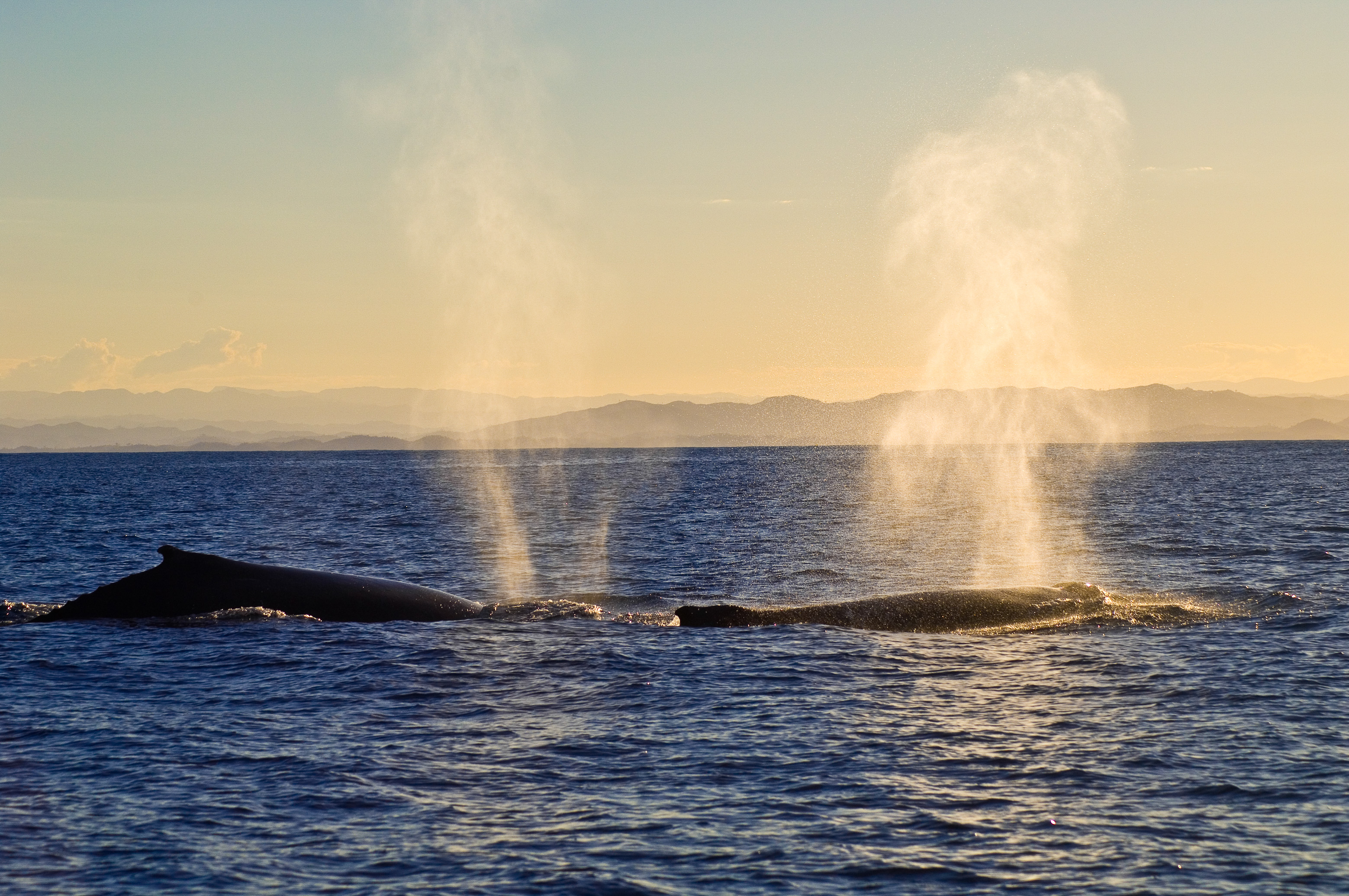 Grand écart entre les Tsingy de Bemaraha et la côte Est, lors du passage des baleines à bosse / Photos : Aurélien BRUSINI